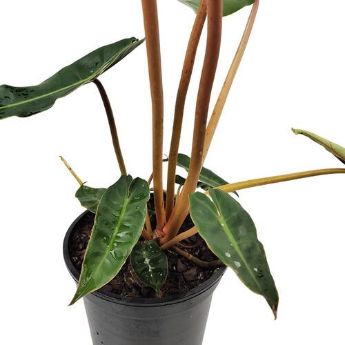Comprar Philodendron Billietiae Pote 17 cm - Gaja Garden