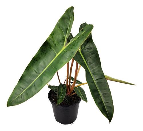 Philodendron billietiae var.│フィロデンドロン Comprar Philodendron Billietiae Pote 17 cm - Gaja Garden