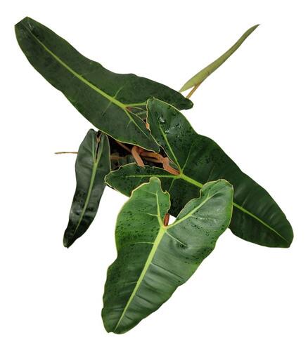 Comprar Philodendron Billietiae Pote 17 cm - Gaja Garden