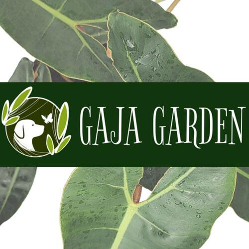 Comprar Philodendron Billietiae Pote 17 cm - Gaja Garden