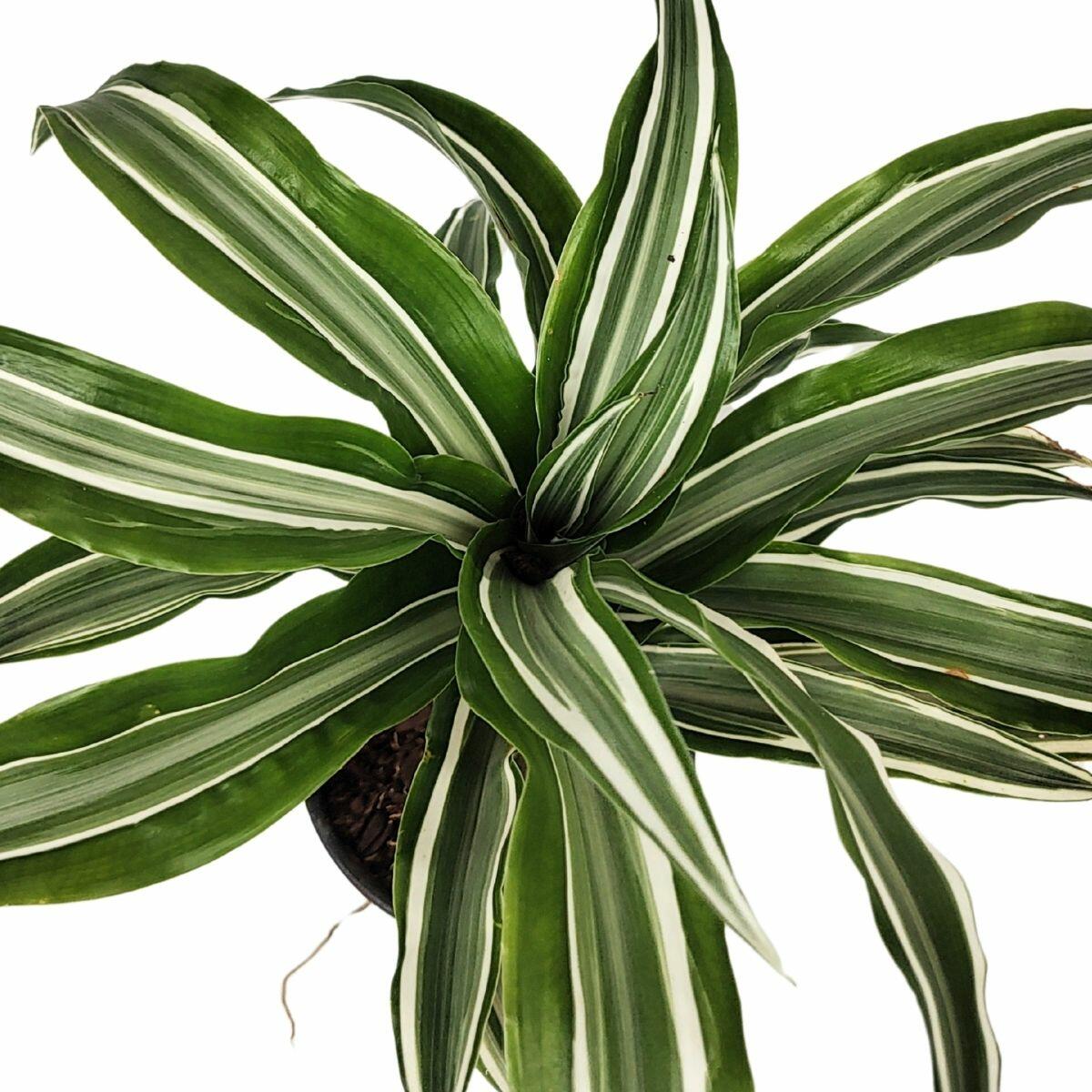 Comprar Dracena Compacta Variegata Pote 11 cm - a partir de R$26,58
