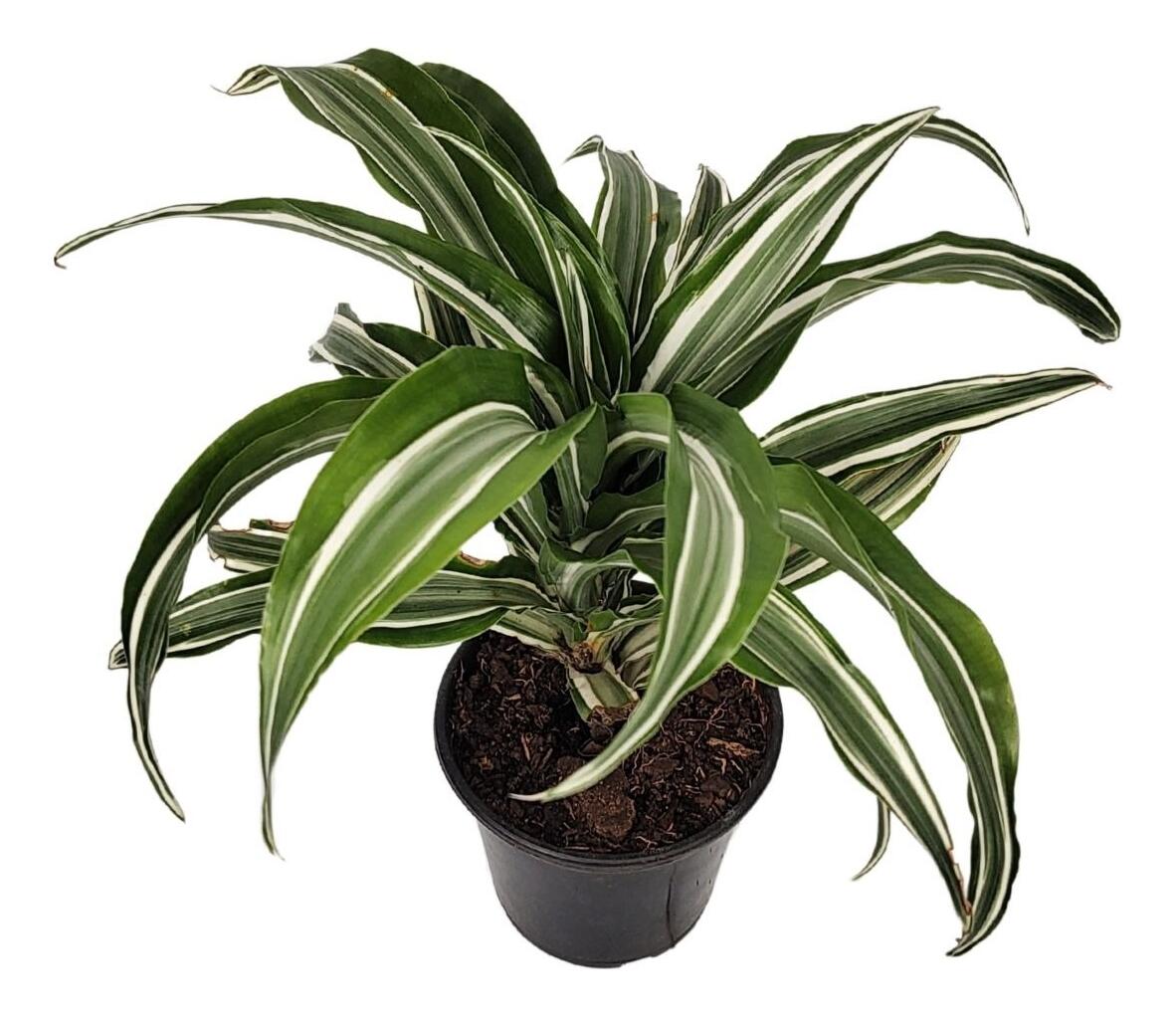 standort für elefantenfuß Elefantenfuß (Beaucarnea recurvata) kaufen