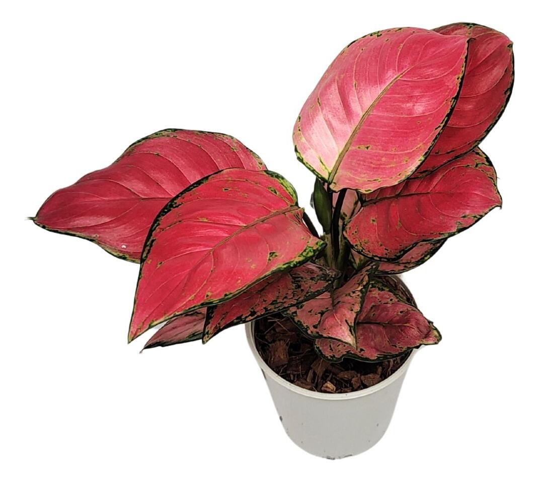aglaonema plants for sale Aglaonema Beauty starter plant **(ALL plants require you to purchase ANY 2  plants!)**