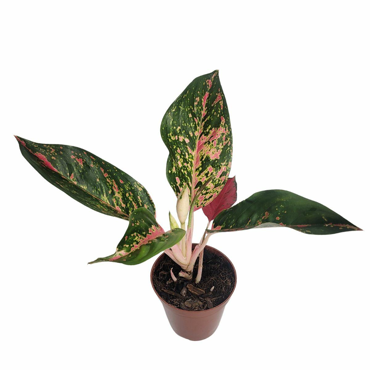 Comprar Aglaonema Superstar Exótica P12 Exótica Planta Natural - a