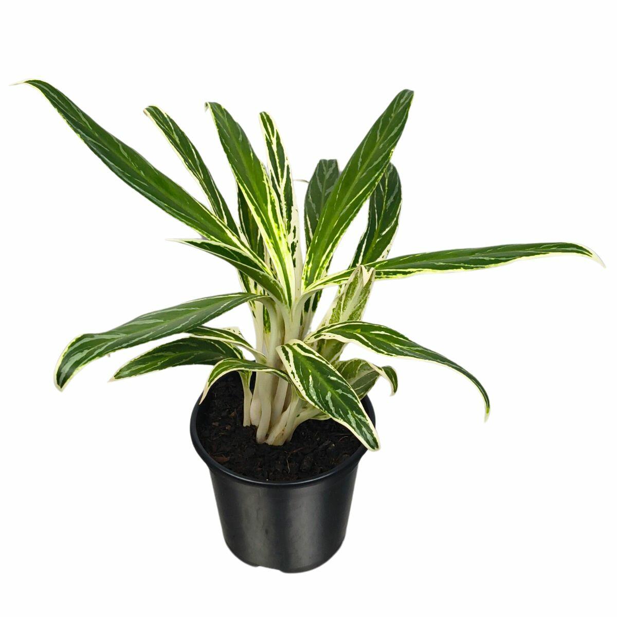 peace lily spathiphyllum plant Buy Peace Lily Spathiphyllum Miniature Plant online at best price