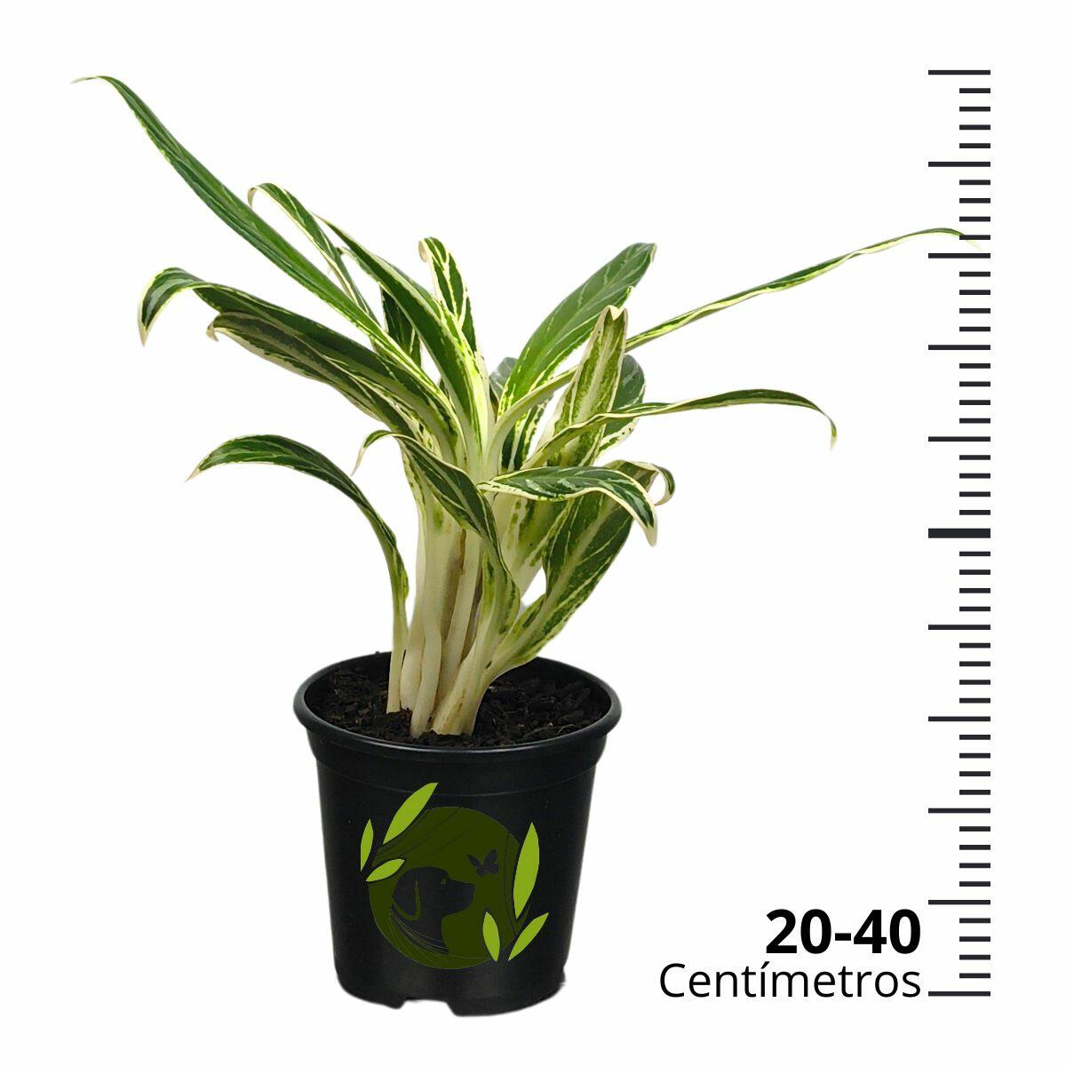 Comprar Aglaonema Bamboo Bambu P09 cm - a partir de R$60,03