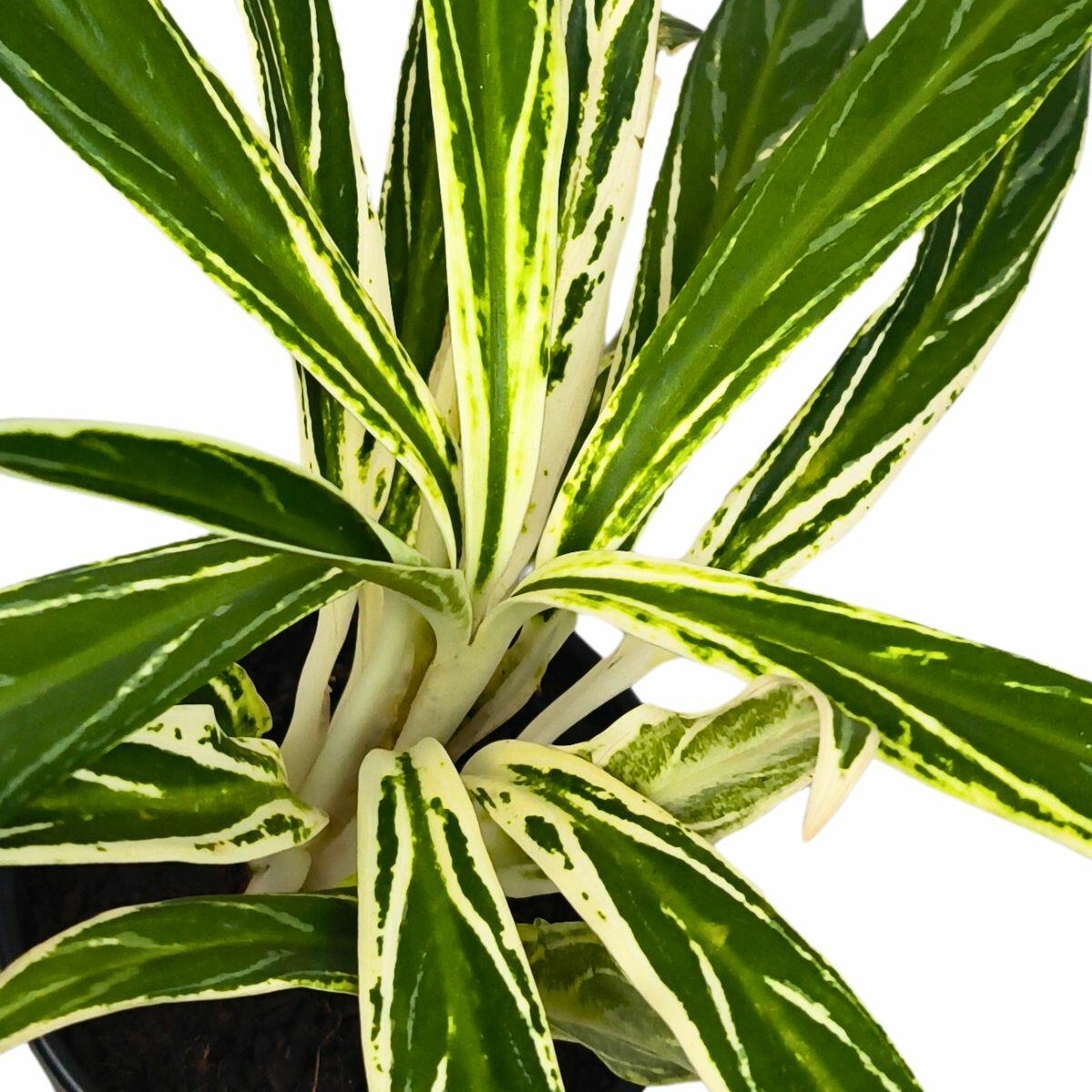air plant tillandsia food Air Plant Tillandsia Fertilizer 8oz Spray Bottle – Plant Therapy llc