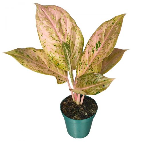 Comprar Aglaonema Orange Gold Star P12 - a partir de R$116,28