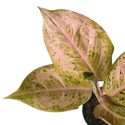 Comprar Aglaonema Orange Gold Star P12 - a partir de R$116,28