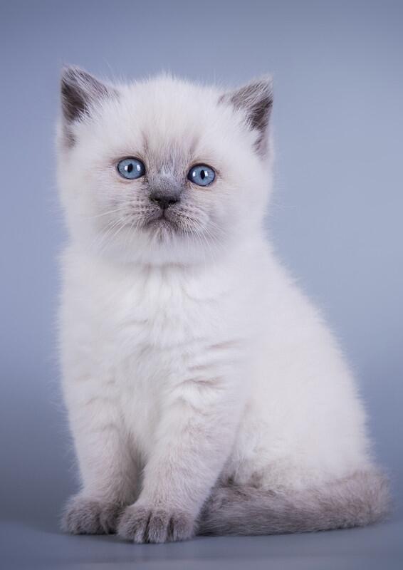 Quadro Decorativo Pet Desenhos de Gatos em Preto e Branco com Moldura Branca  40x60cm