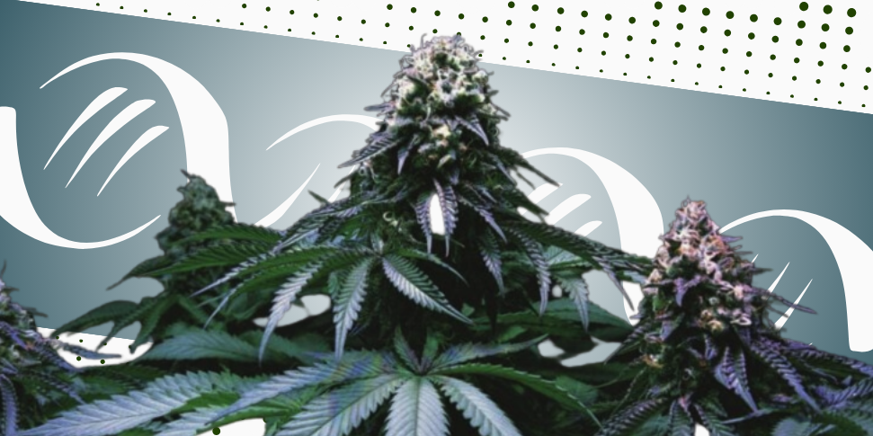 Imagem ilustrativa sobre a Gen&eacute;tica da Cannabis