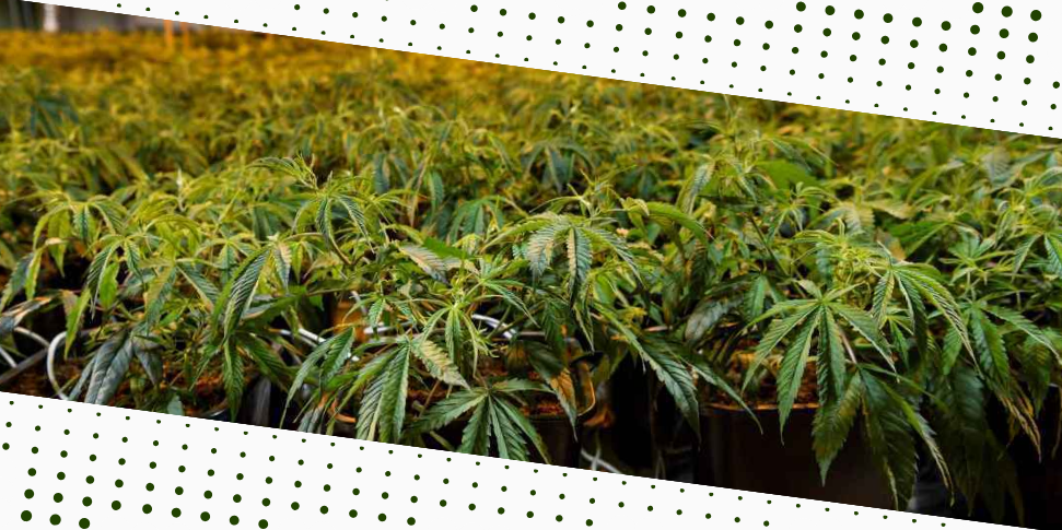 Planta&ccedil;&atilde;o de Cannabis