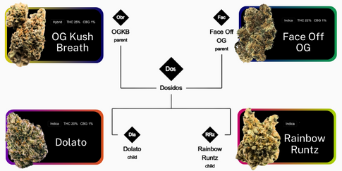 Genética da maconha