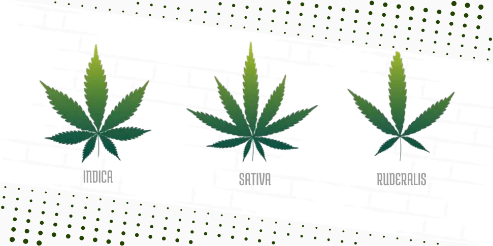 Tipos de Cannabis