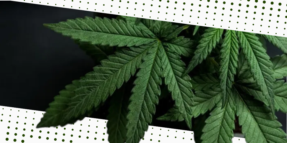 Cannabis