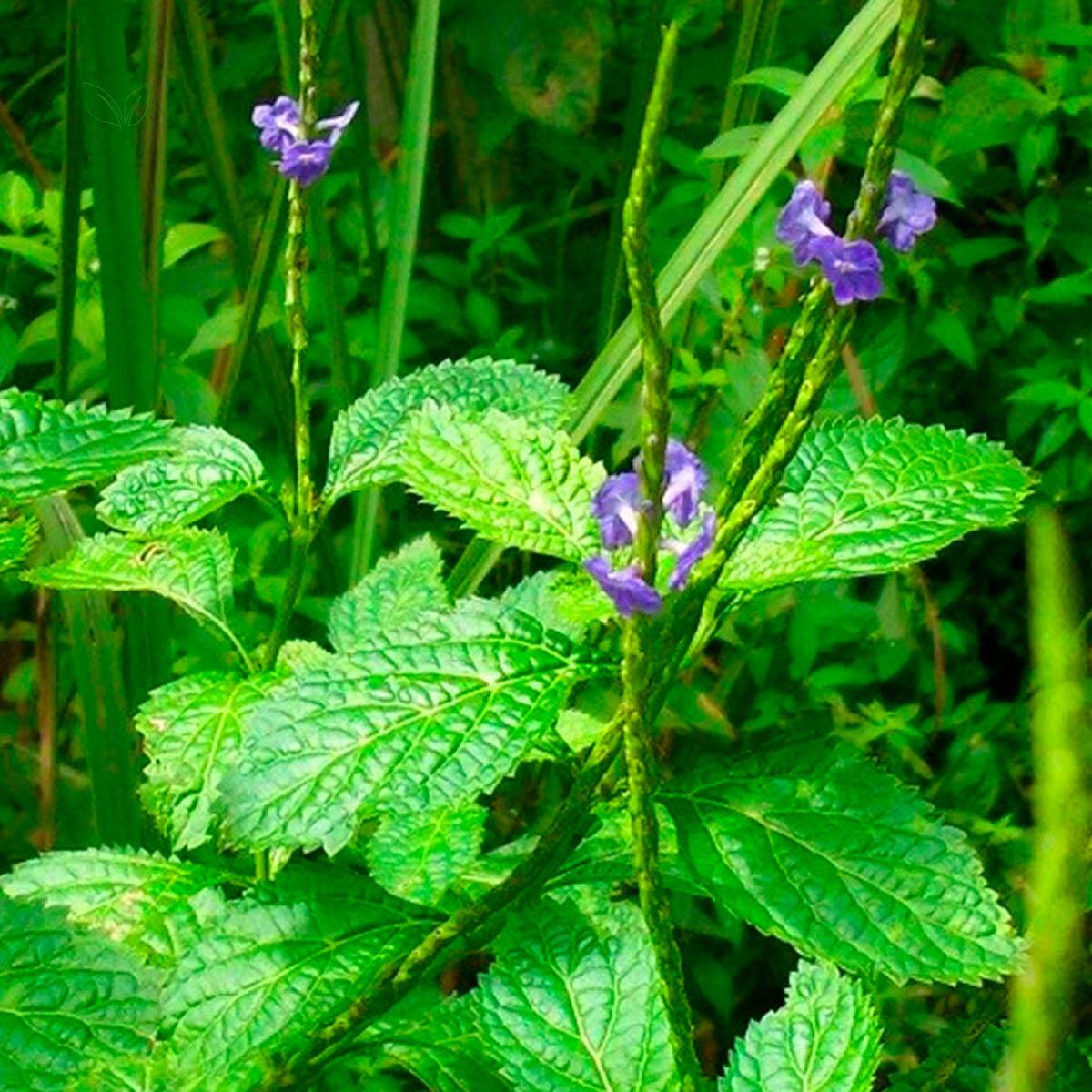 Chá de Gervão - Energia Natural - Grupo Rocha Saúde