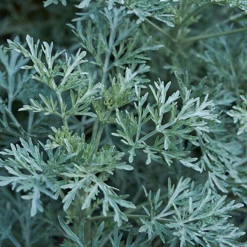 Ch de Losna Artemisia Absinthium L. 100g