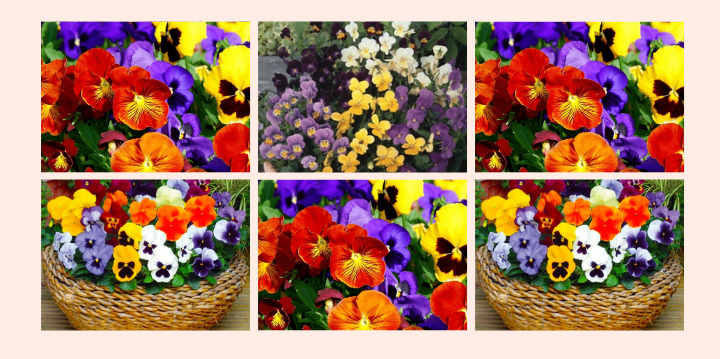 4 Flores Comestíveis para você adicionar às suas receitas