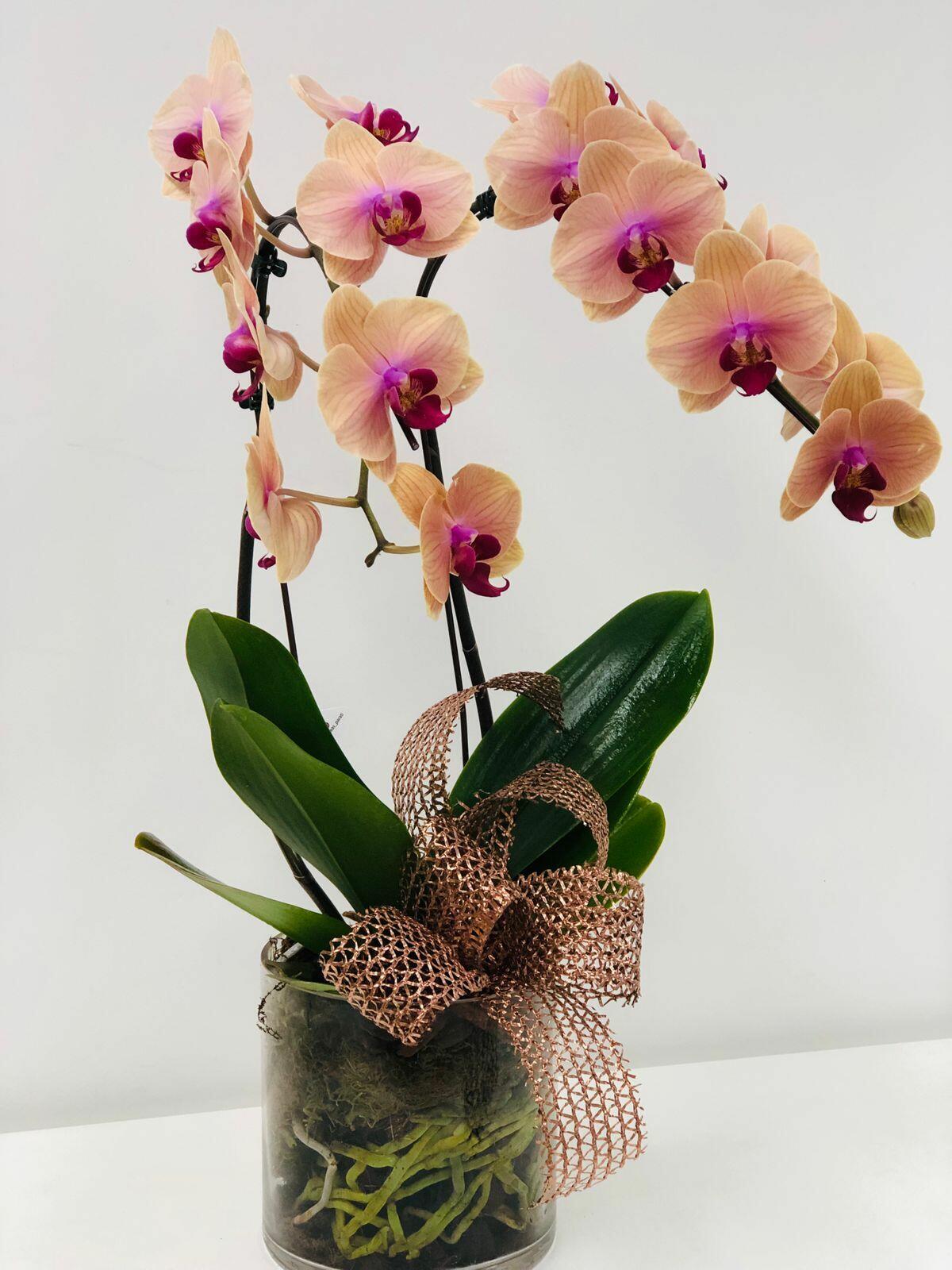 Comprar Orquídea Cascata Phaleanopolis - R$320,00 - Flor De Laranjeira