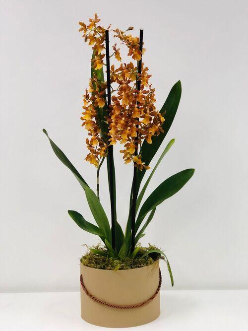 Comprar Orquídea Catatante - R$160,00 - Flor De Laranjeira